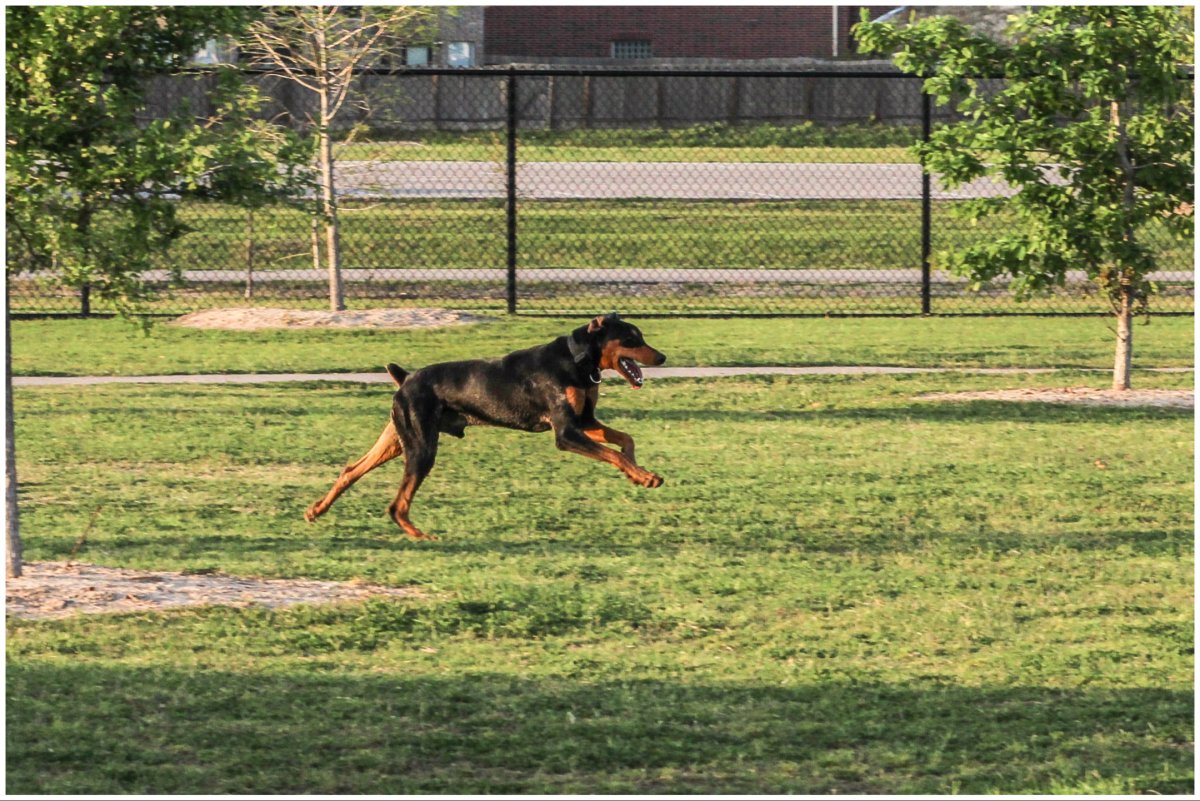 Stock photo of a Doberman pinscher running