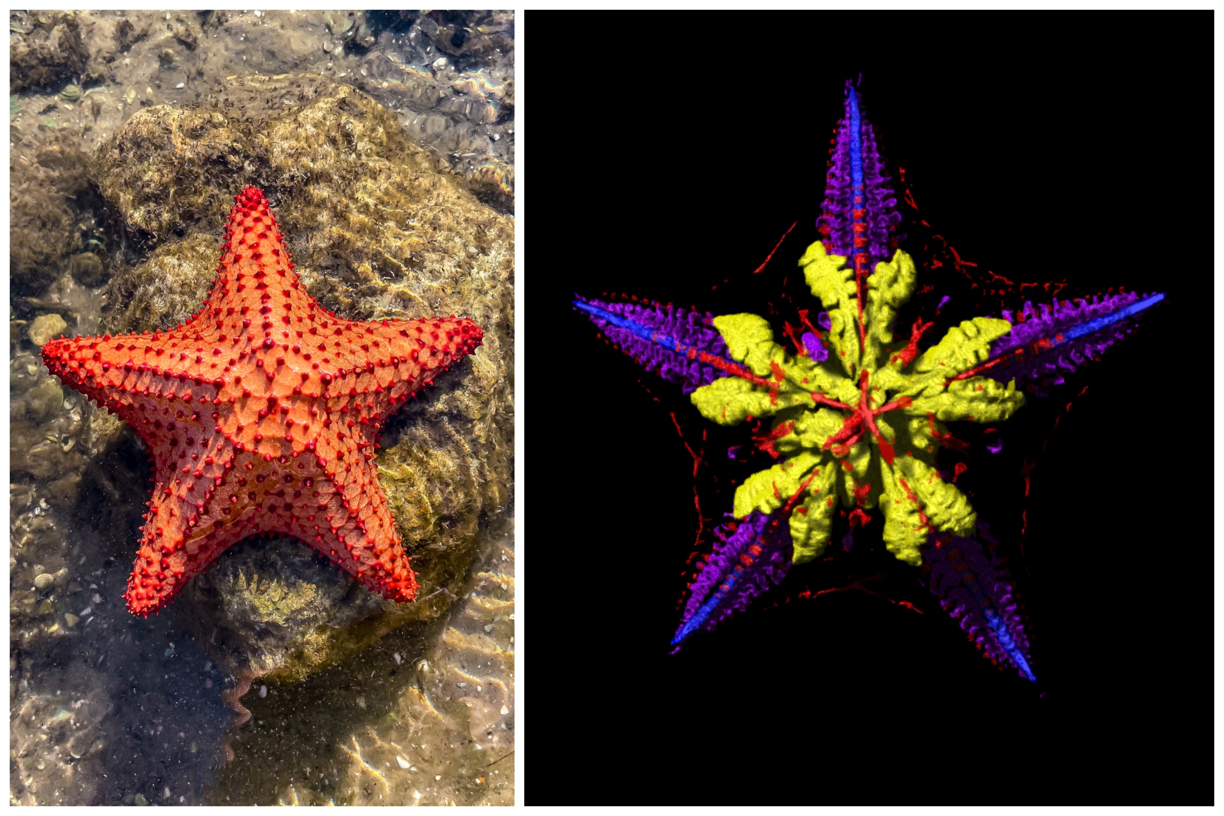 Scientists Finally Solve Mystery of Where Starfish Keep Their Heads