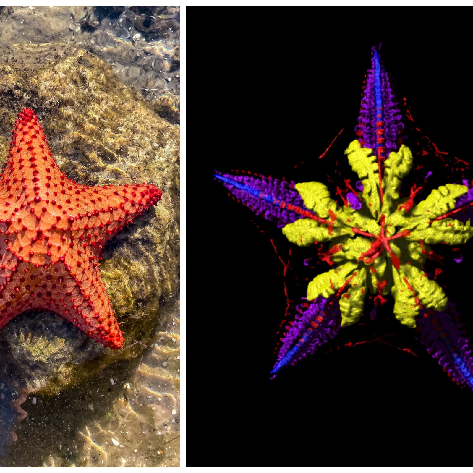 Starfish do not have arms, but a five-pointed head, study says - The  Washington Post