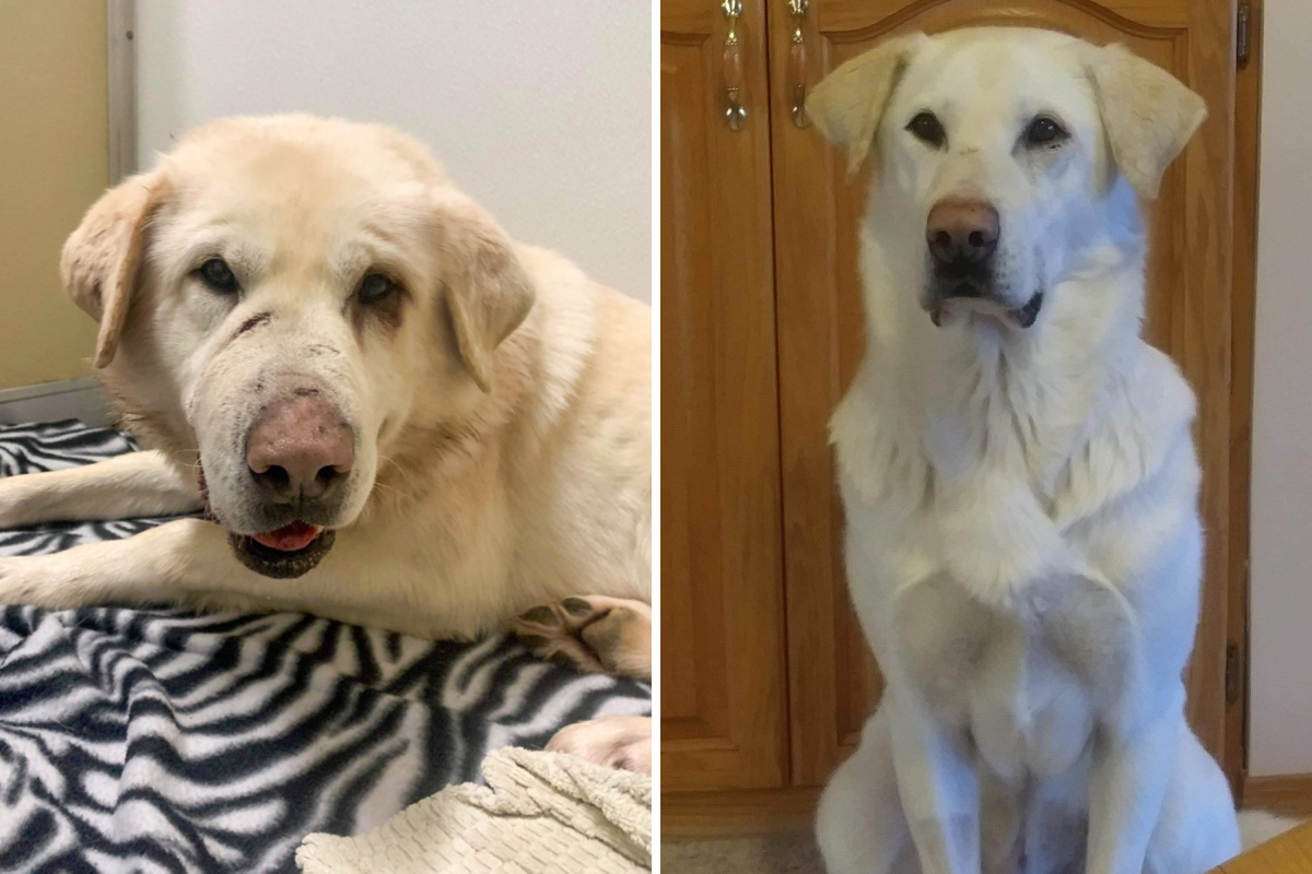 Dog faces before and after adoption