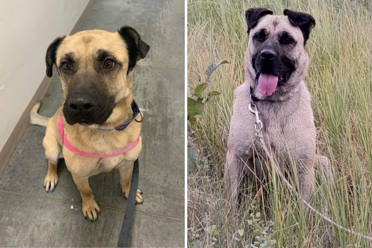 Dogs before and after adoption