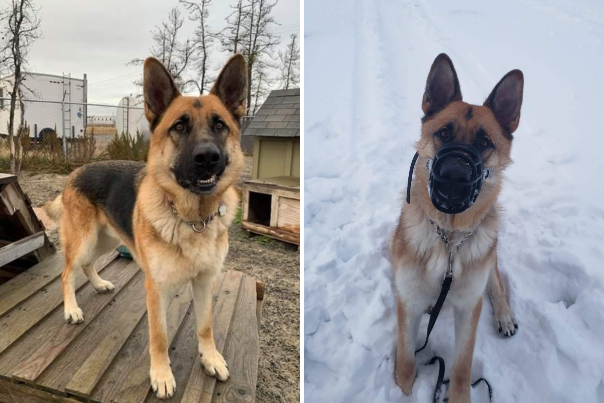 Dogs before and after adoption
