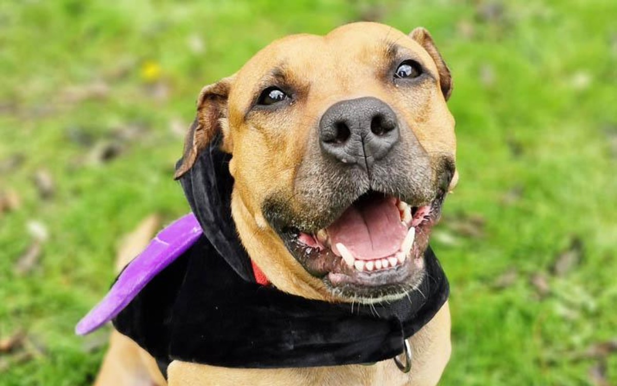 Dog Surrendered After Just Month With Family Has Now Spent Year in Shelter