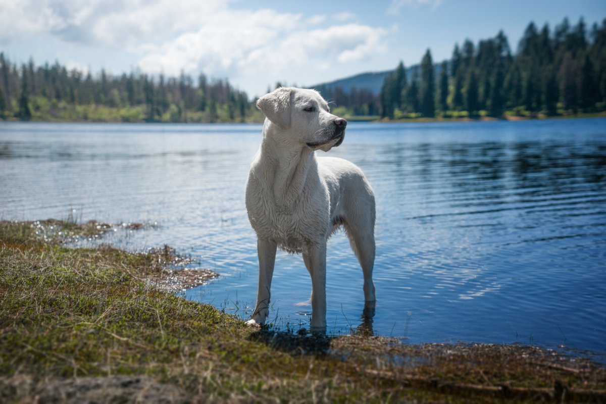 Lake dogs