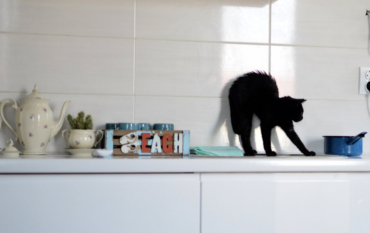 black cat