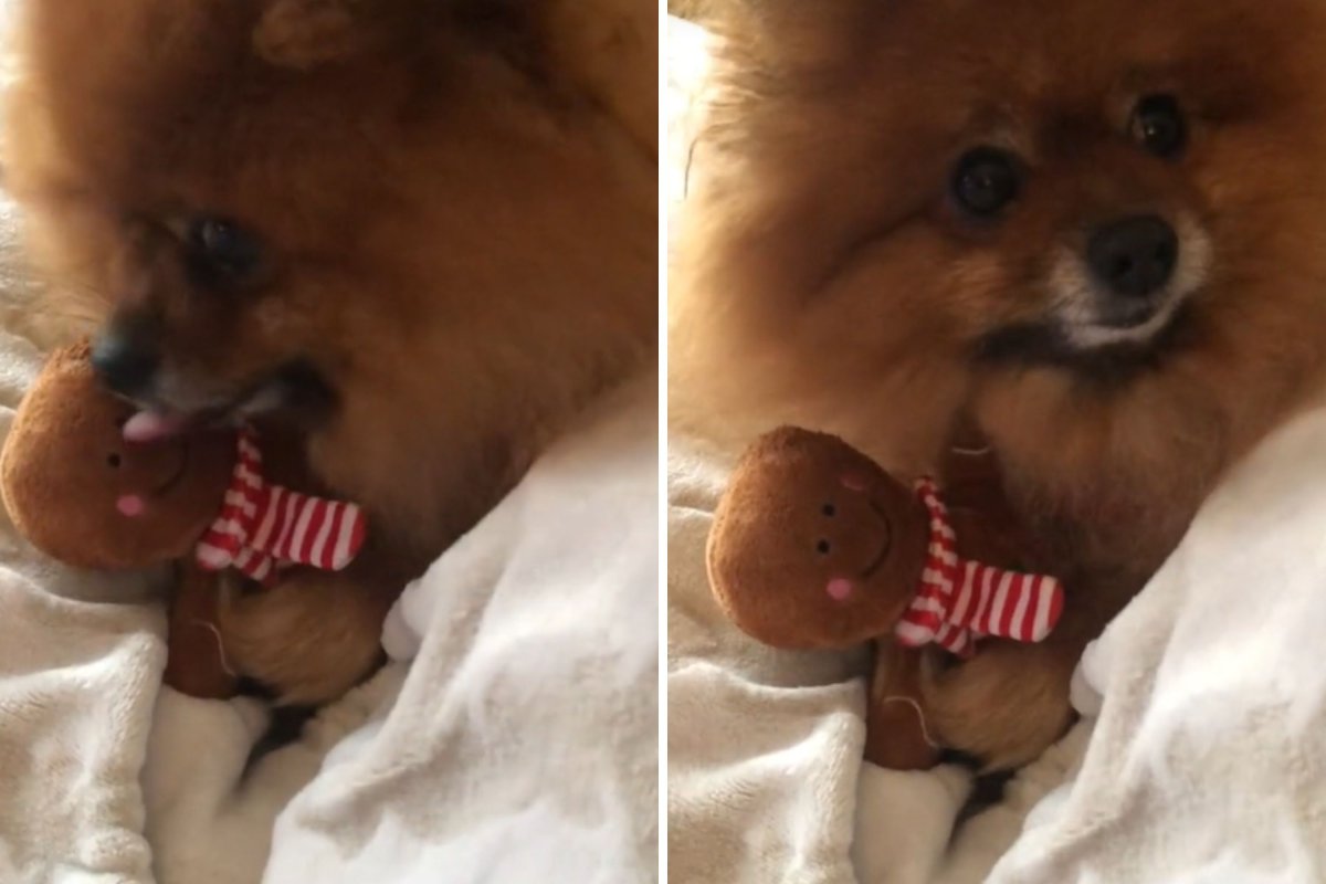 Pomeranian playing with a toy 