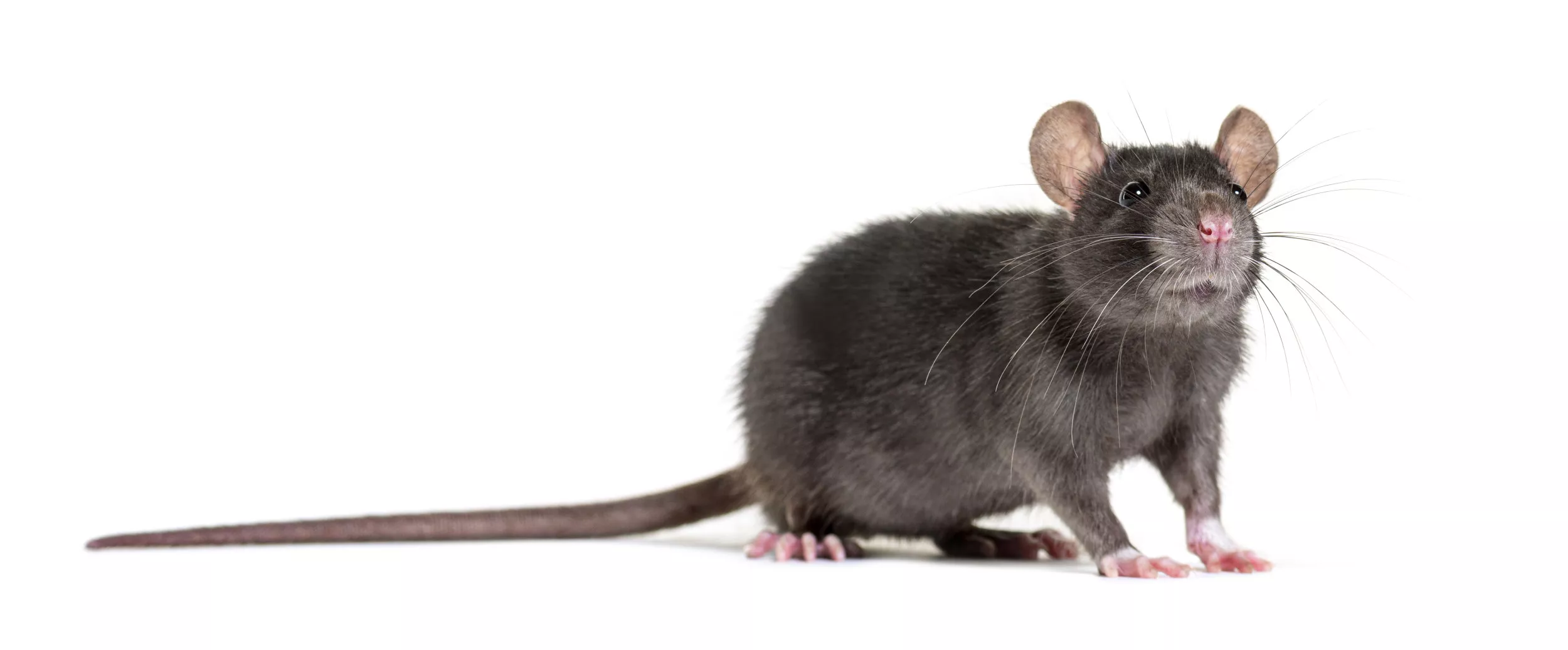 Animal's Ability to Imagine Proven by New Study, Scientists Say - Vimarsana News