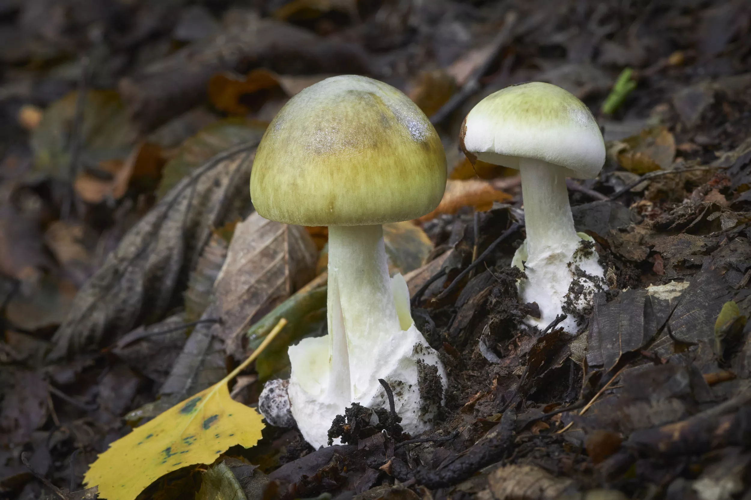 Woman Murdered Ex-Husband's Family With Mushroom Lunch: Police - Vimarsana News
