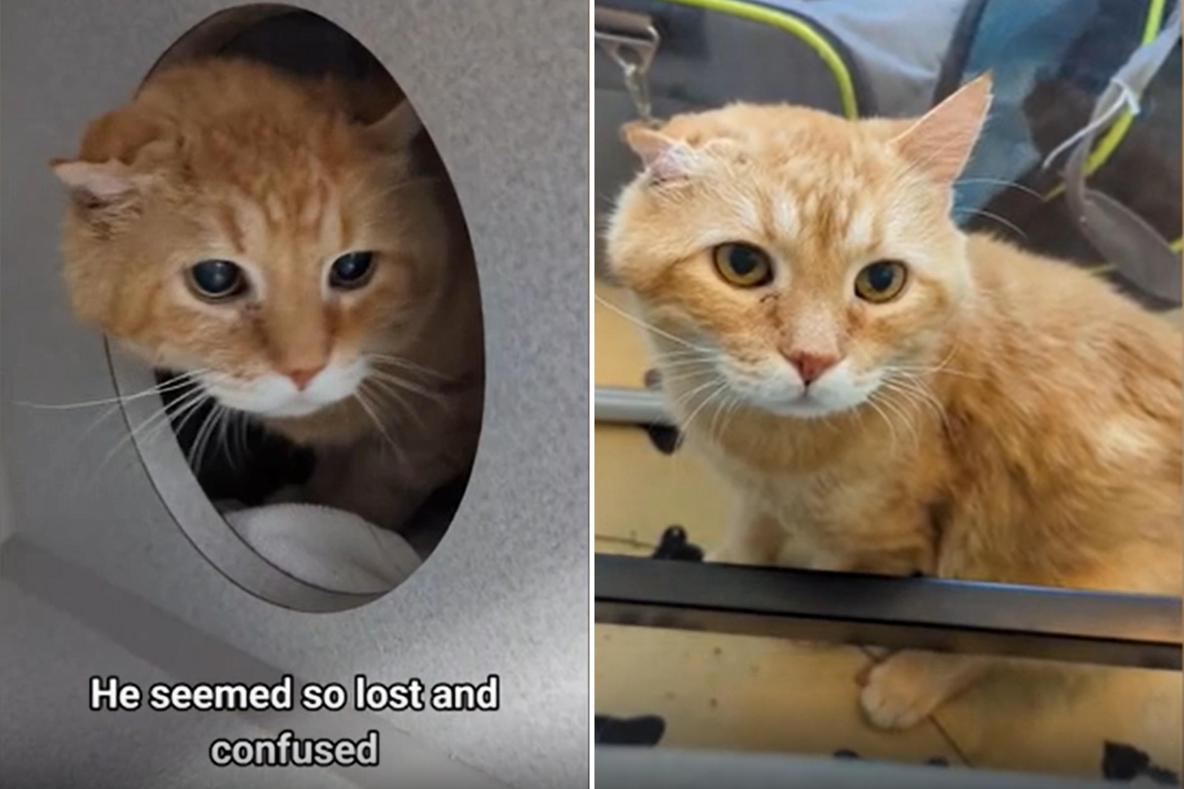 50 People Share How Their Beloved Cats Have Changed Since Being Adopted  (New Pics)