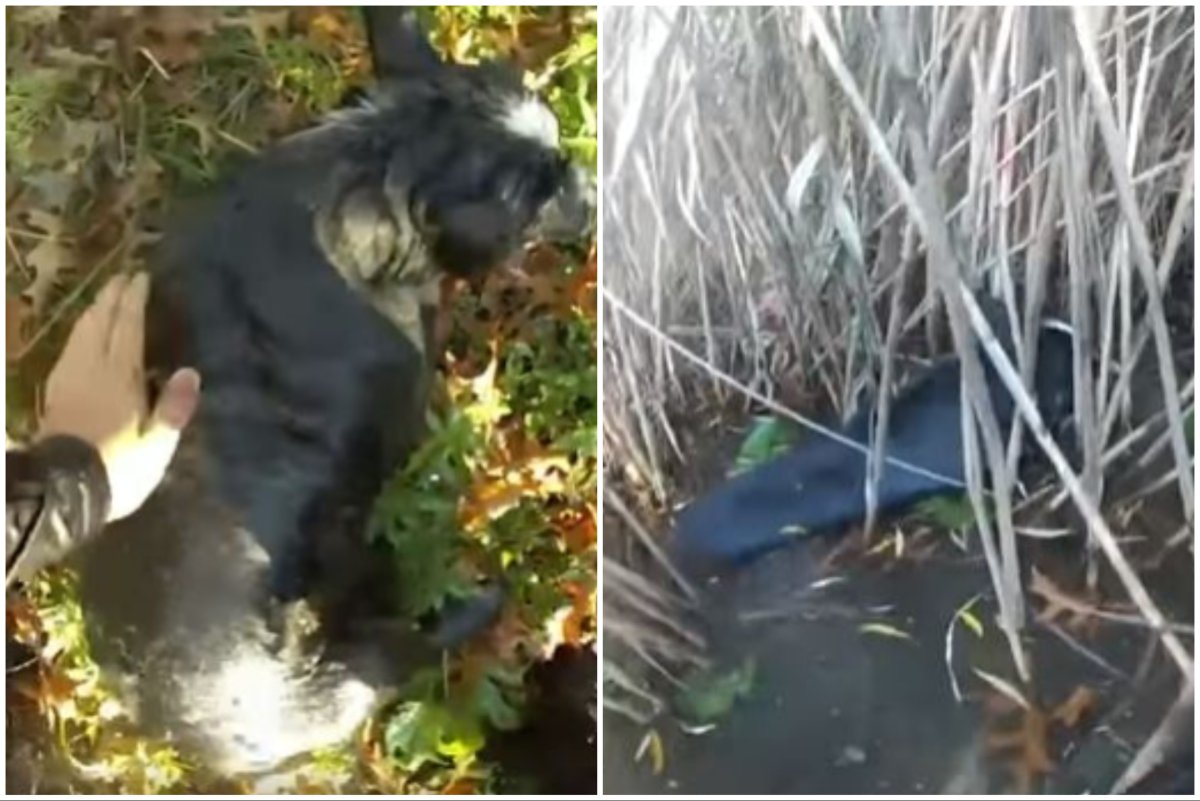 Split image of Sparky being rescued