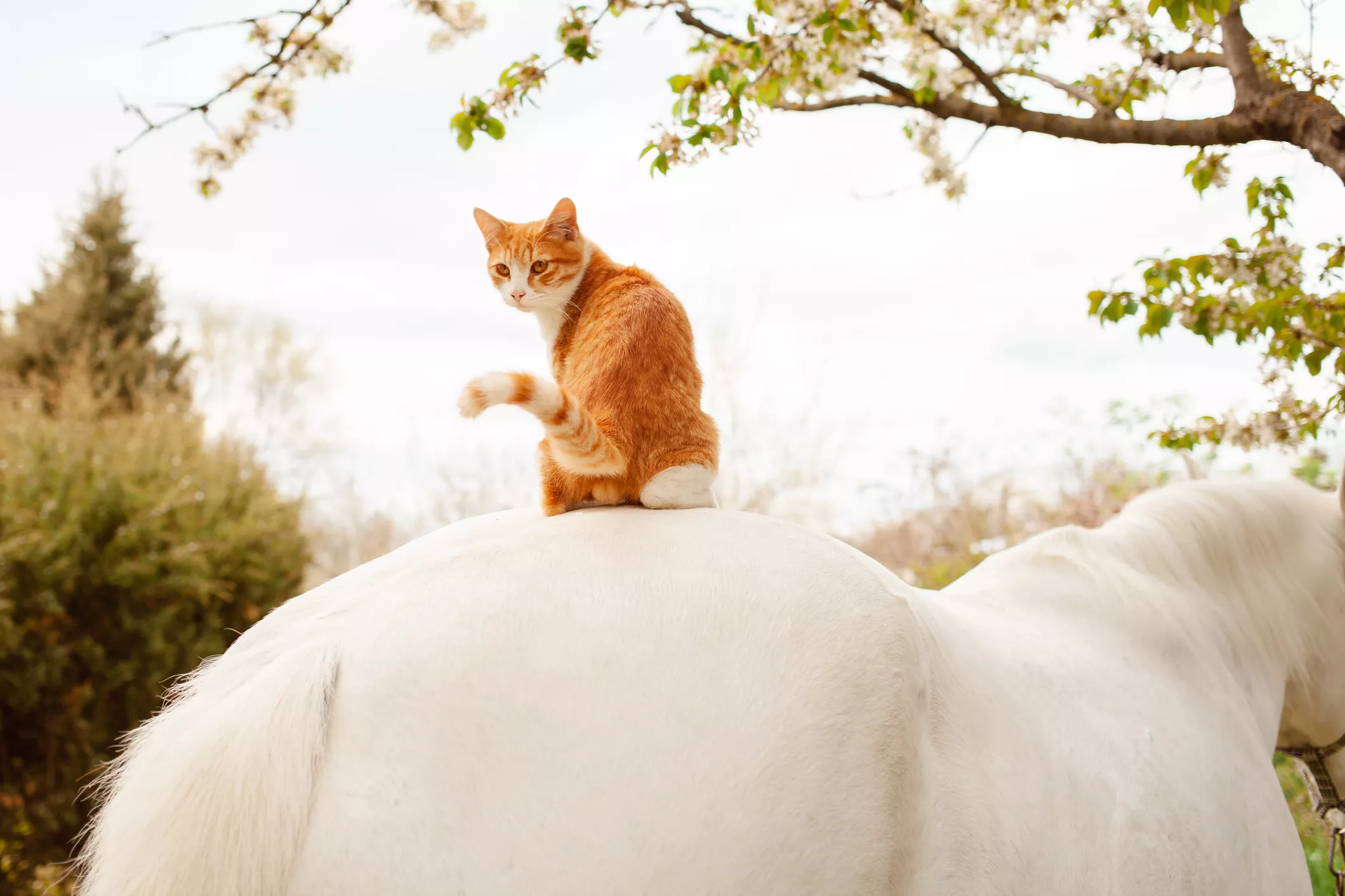 'Cowboy Cat' Riding Around on the Back of a Horse Delights Internet - Vimarsana News