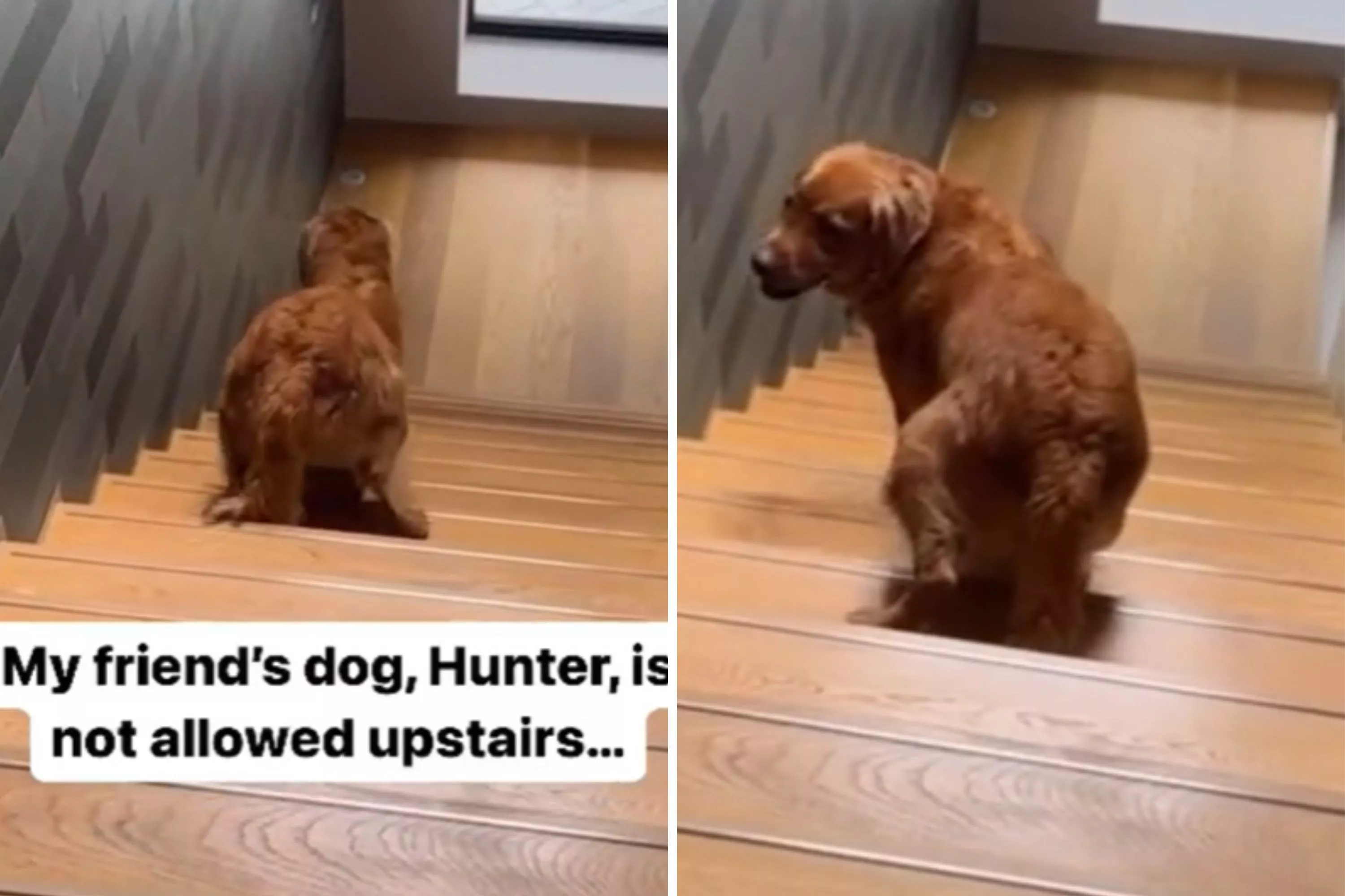 Dog Who's 'Not Allowed Upstairs' Comes Up With Genius Method To Climb Steps - Vimarsana News