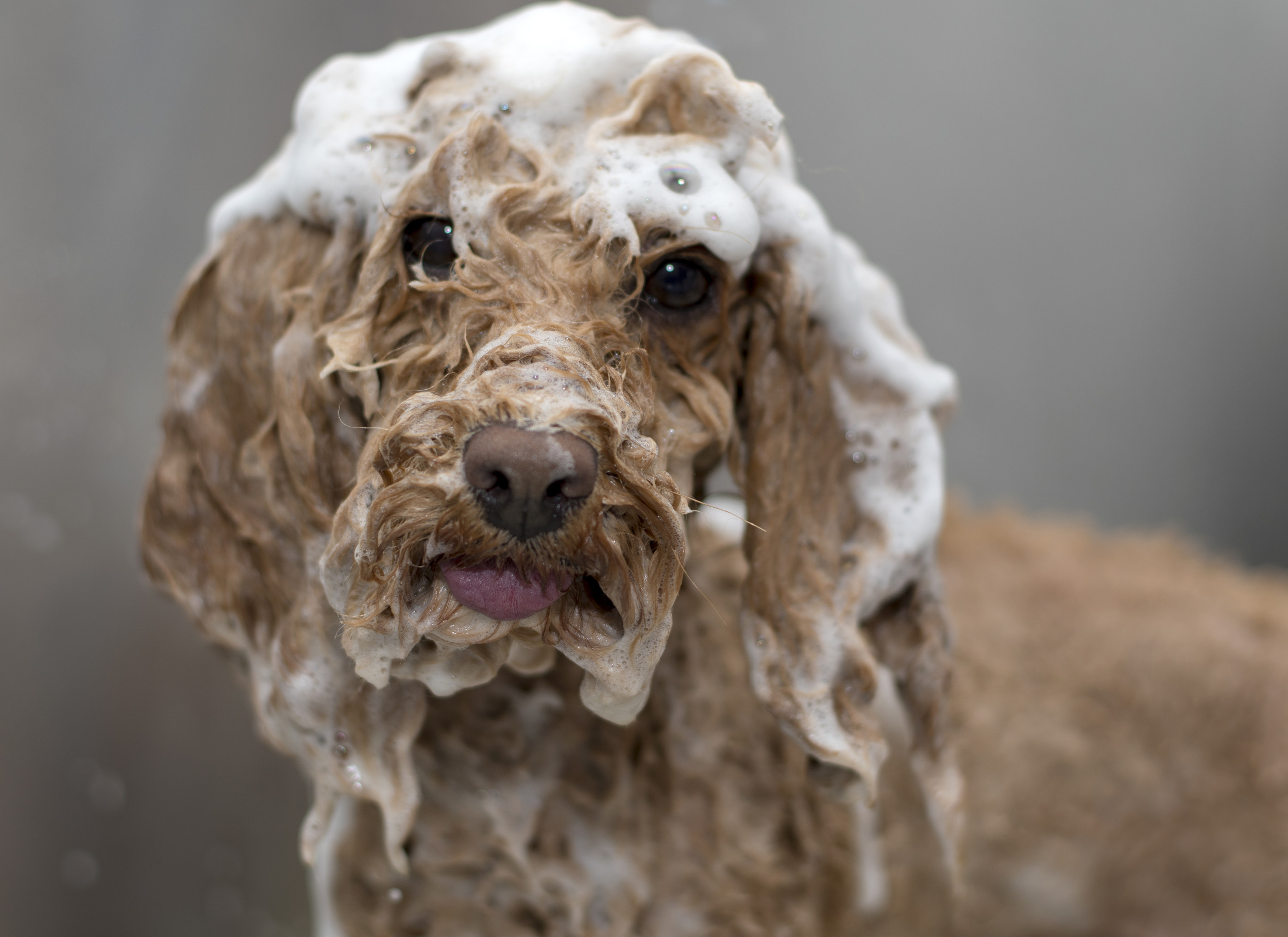 How does sea foam form?  National Oceanic and Atmospheric Administration