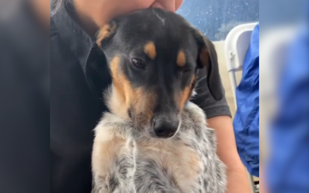 Seven-month-old Scrabble puppy needs adoption.