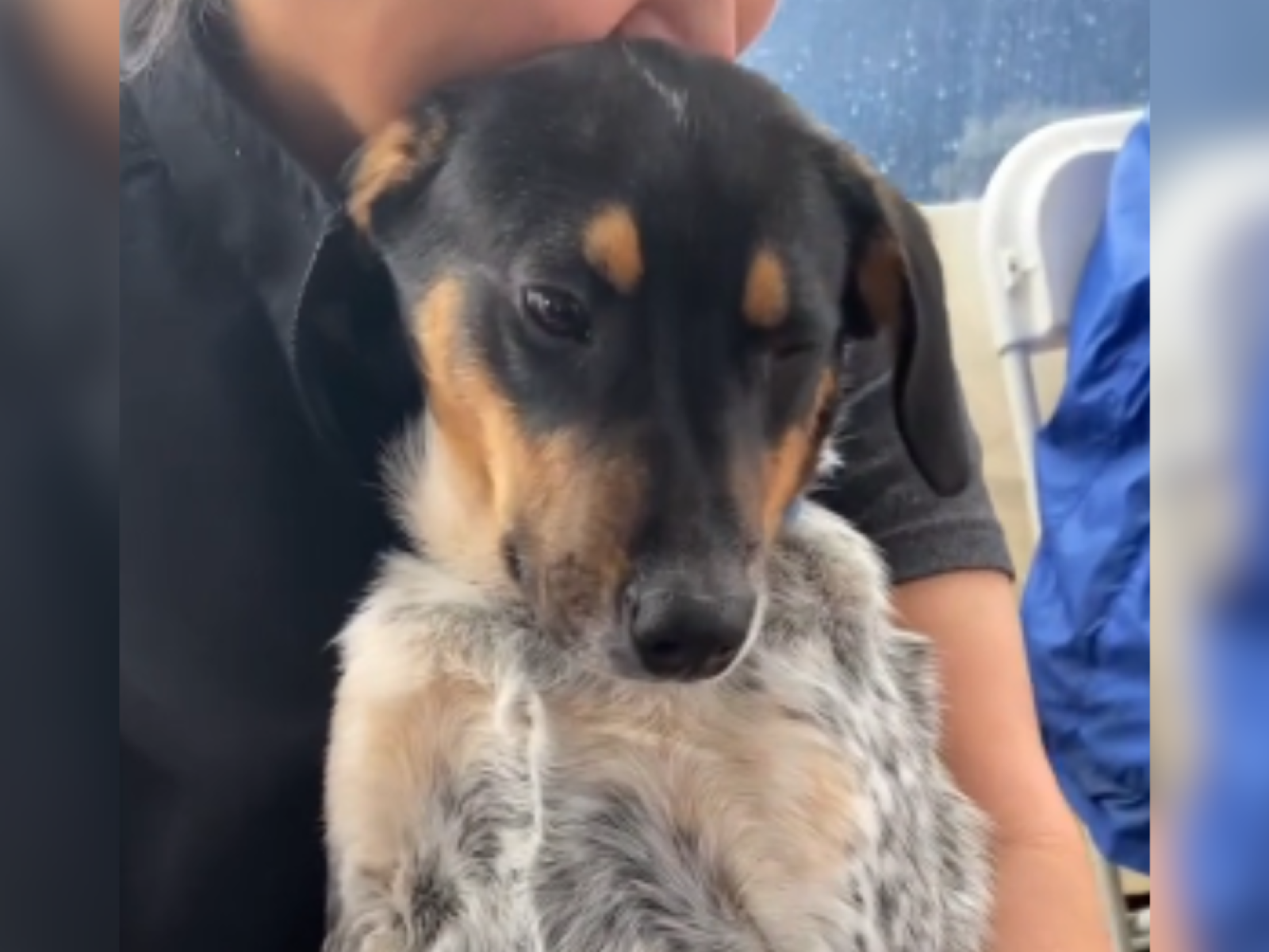 Adopting a 7 month old deals puppy