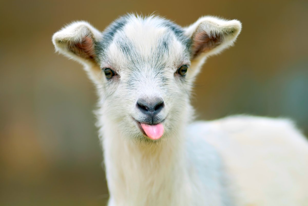 Photos: Keep Your New Year's Resolutions Going Strong With Goat