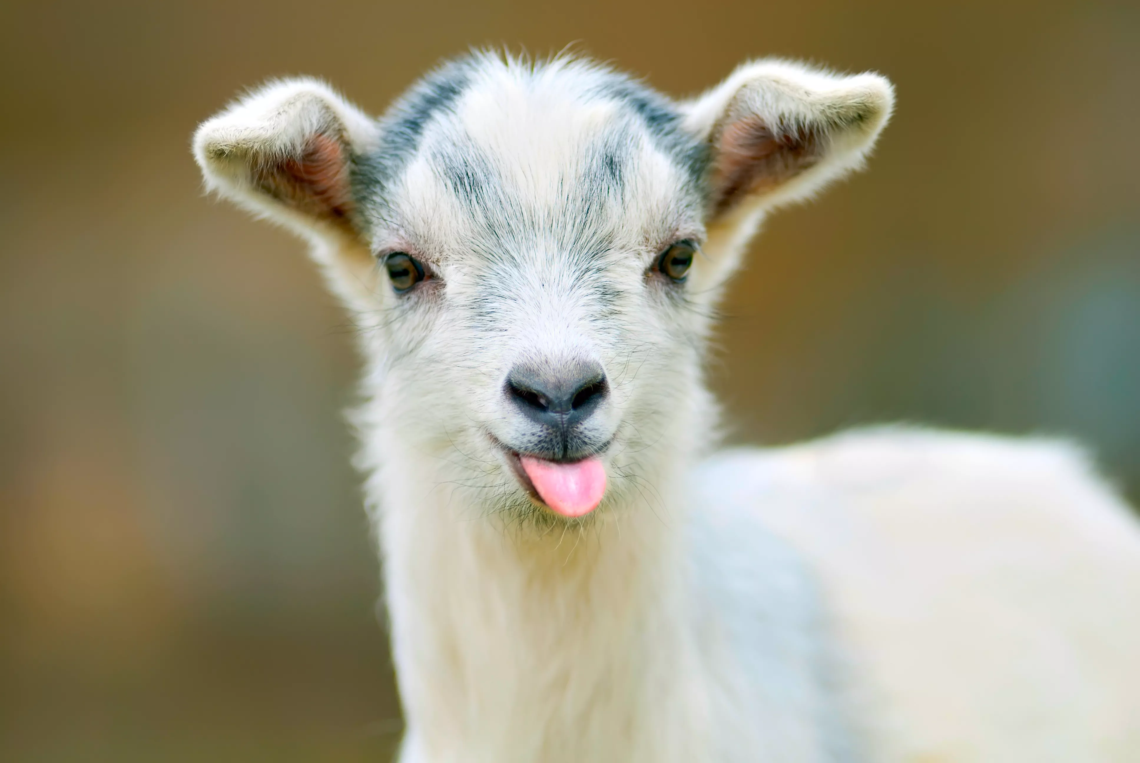 Gary the Goat Wreaks Havoc at Farm and Lets Two Horses Escape - Vimarsana News