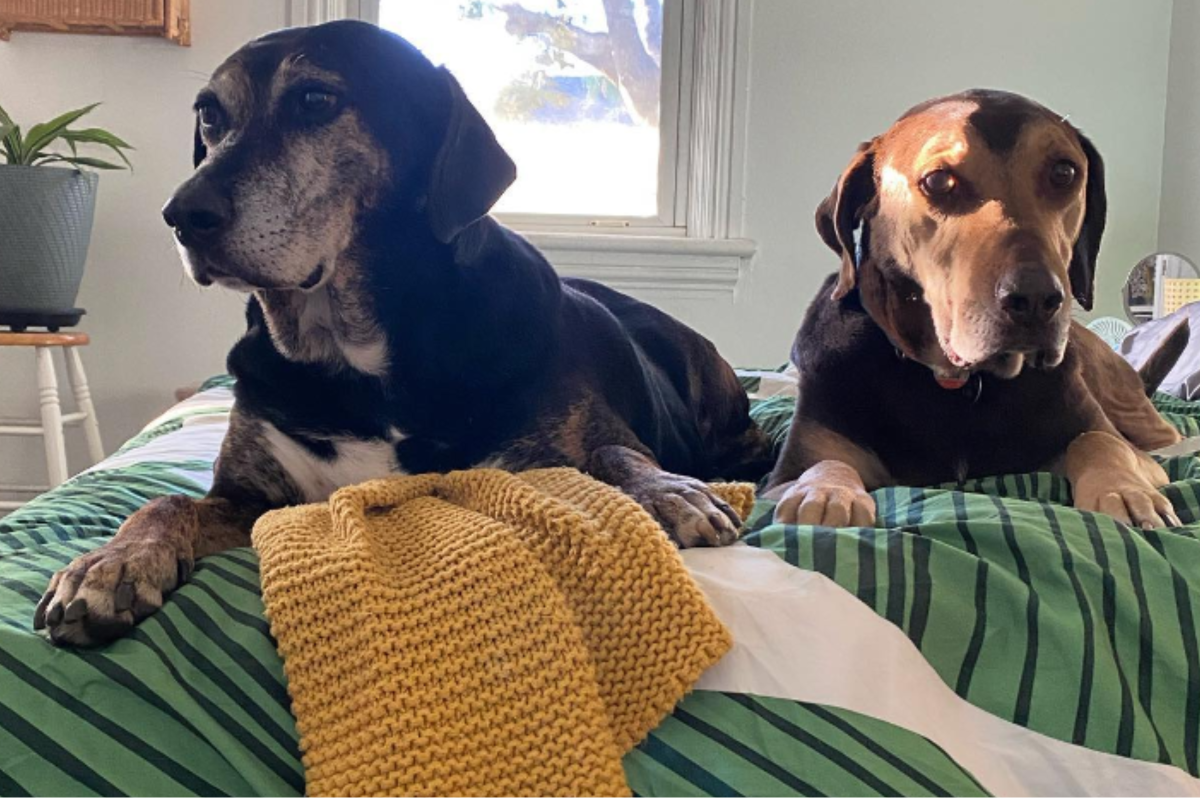 Dolly and his son Cheddar