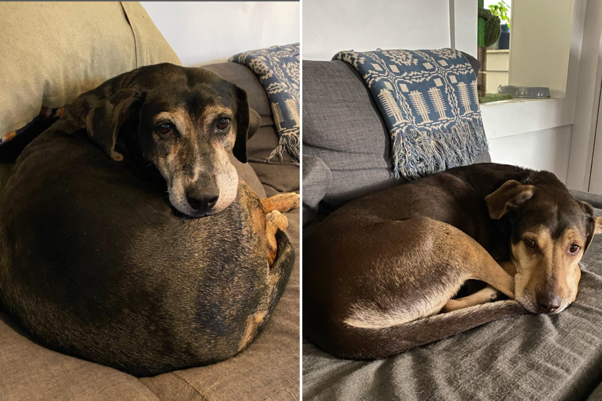 Dolly and Cheddar laying down