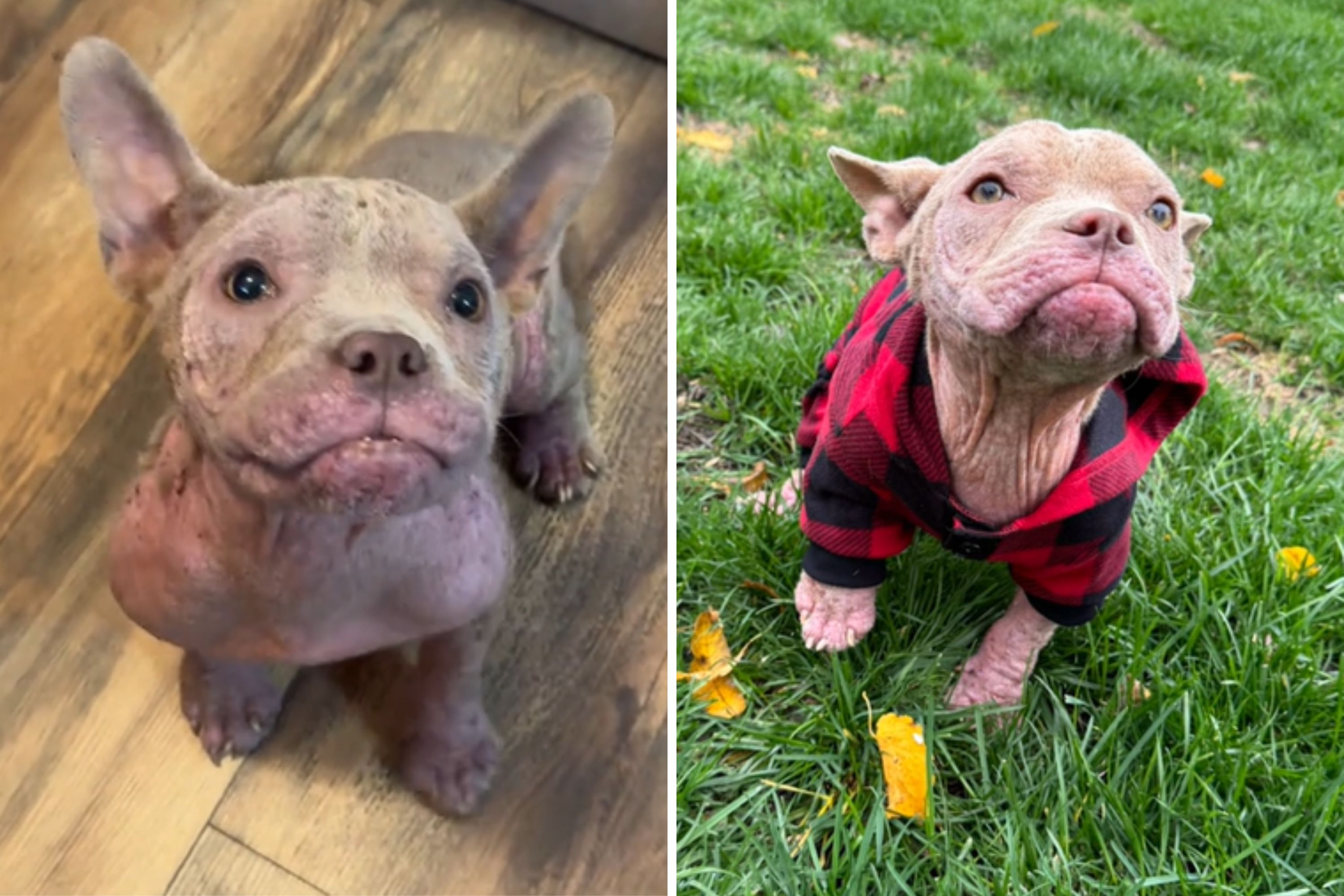 Neglected Puppy With No Fur Found Dumped In Freezing Park Rescued 