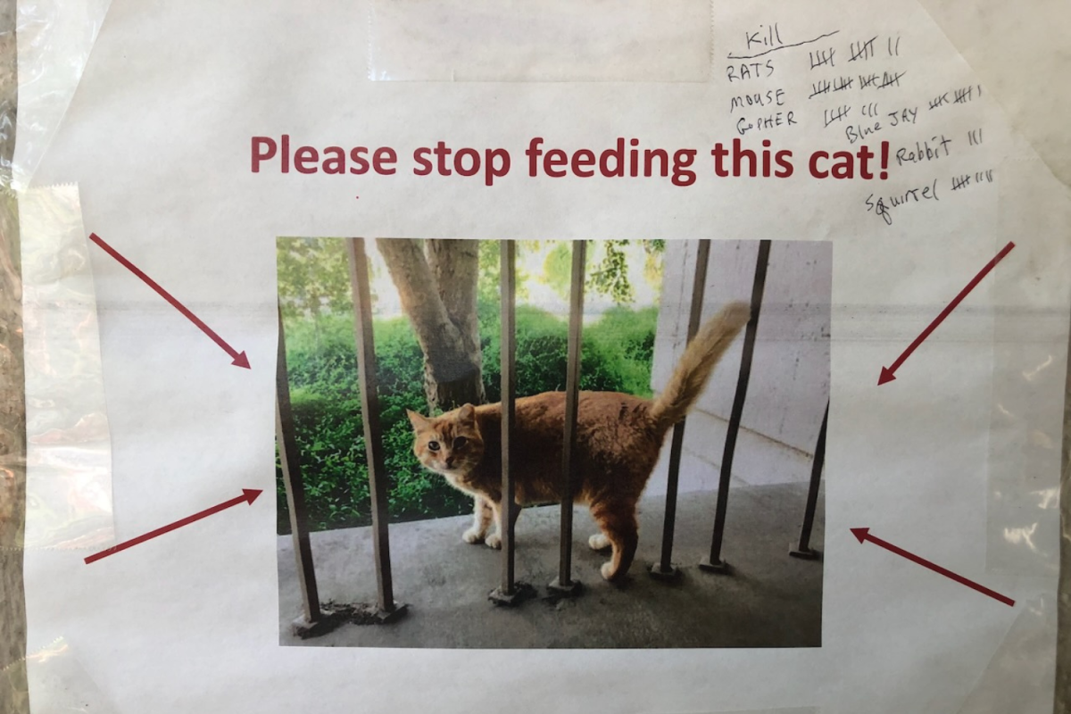 Stop feeding this cat