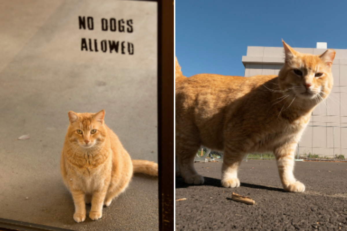 Cheeto the cat