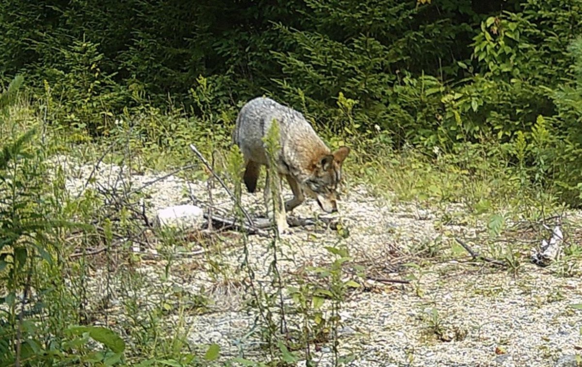 Wolf in Maine 
