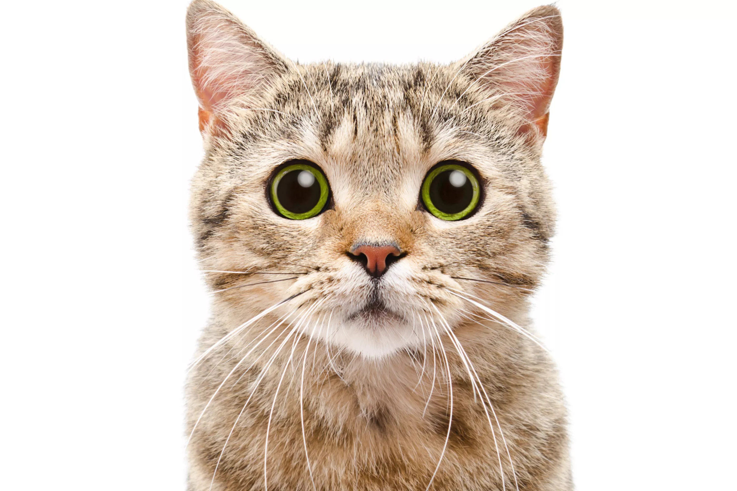 'Snitch' Cat Sabotaging Game of Hide-and-Go-Seek Has Internet in Stitches - Vimarsana News