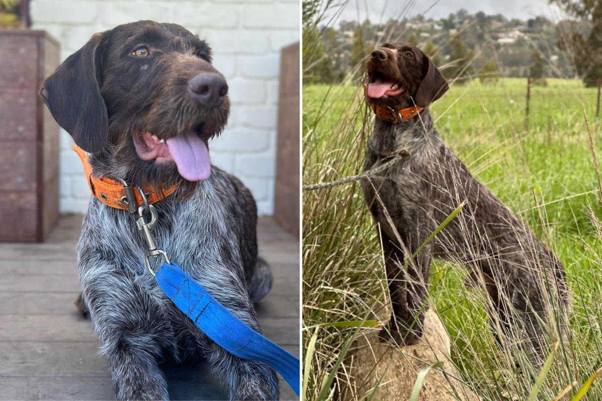 Kaiser the German wirehaired pointer