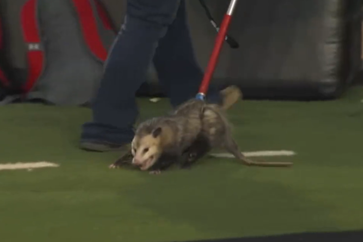 An opossum is pulled from the football field
