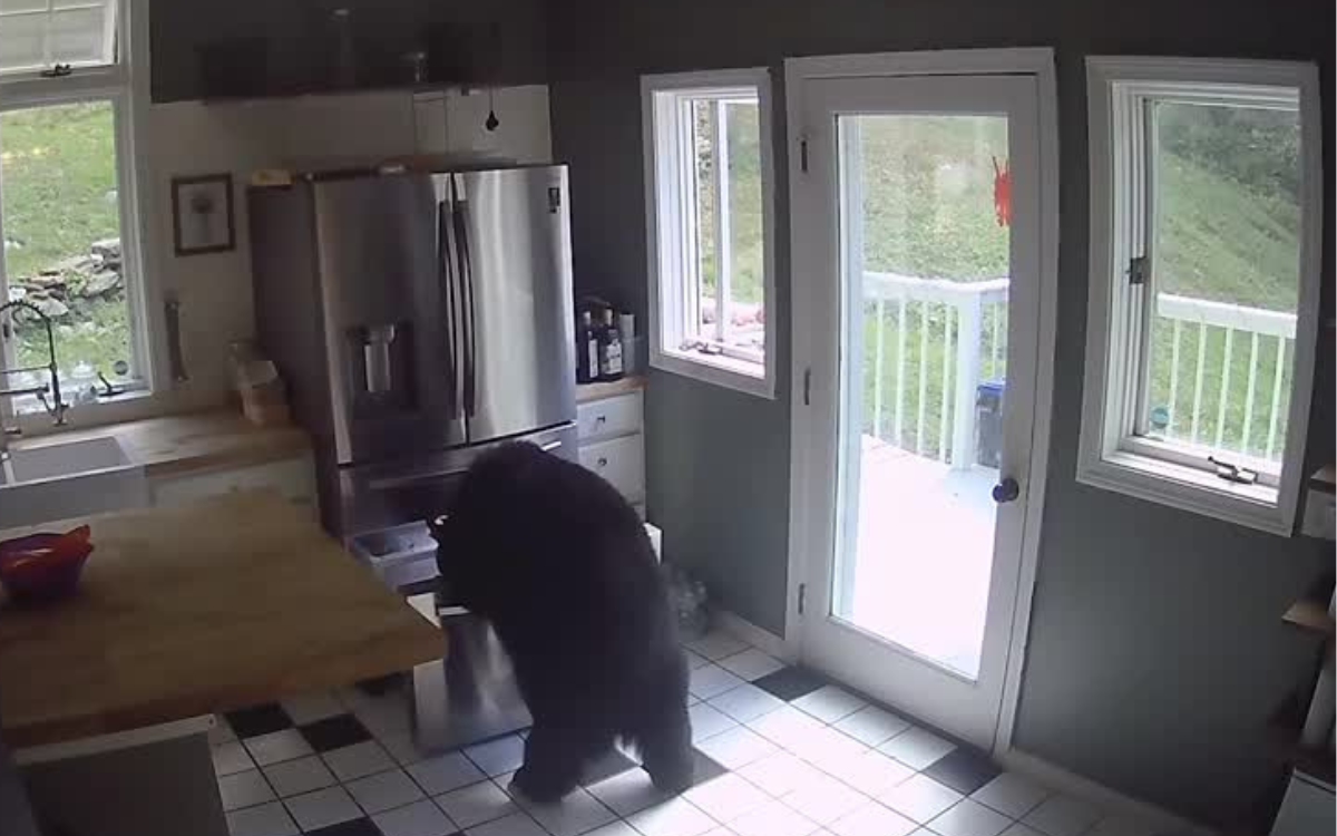 Black bear opens the refrigerator.