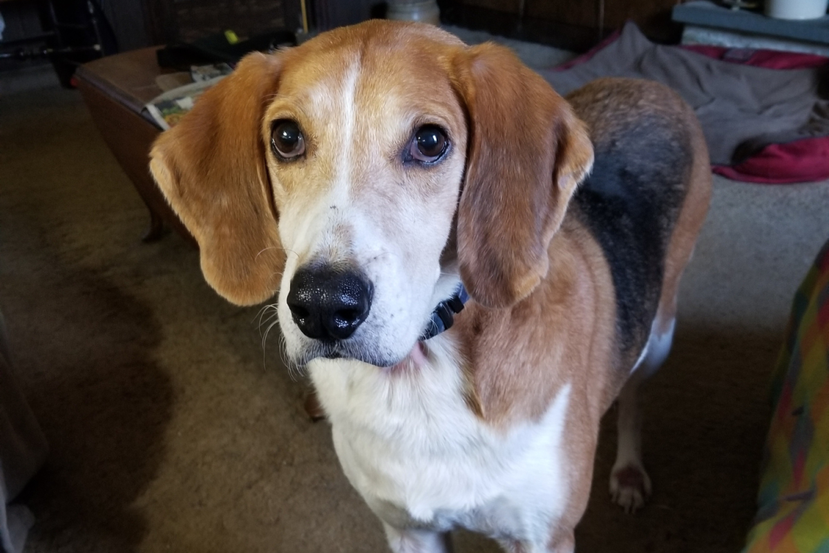 Parker the dog