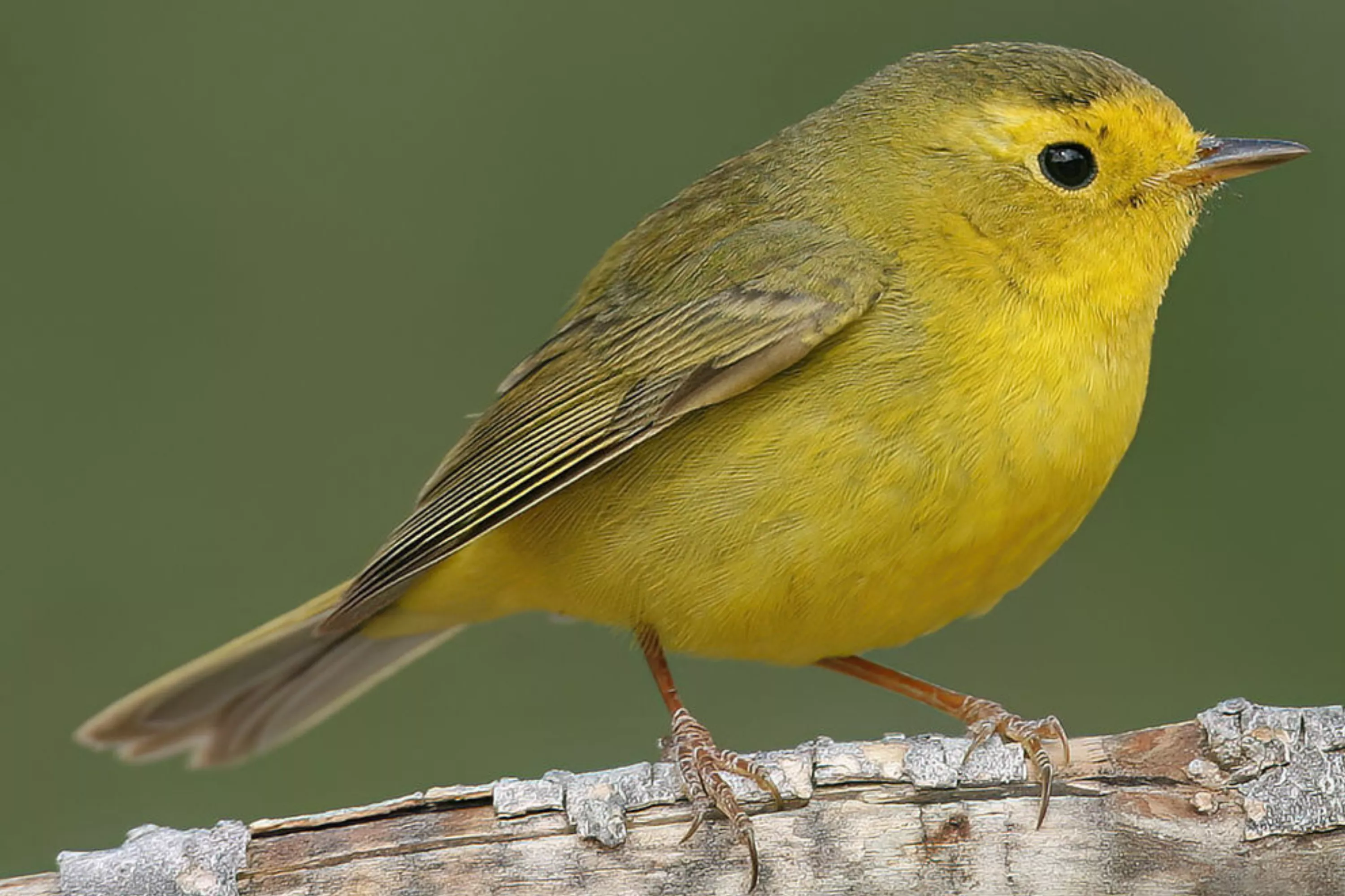 Bird Names Being Changed Over 'Racist' Ties Sparks Backlash - Vimarsana News