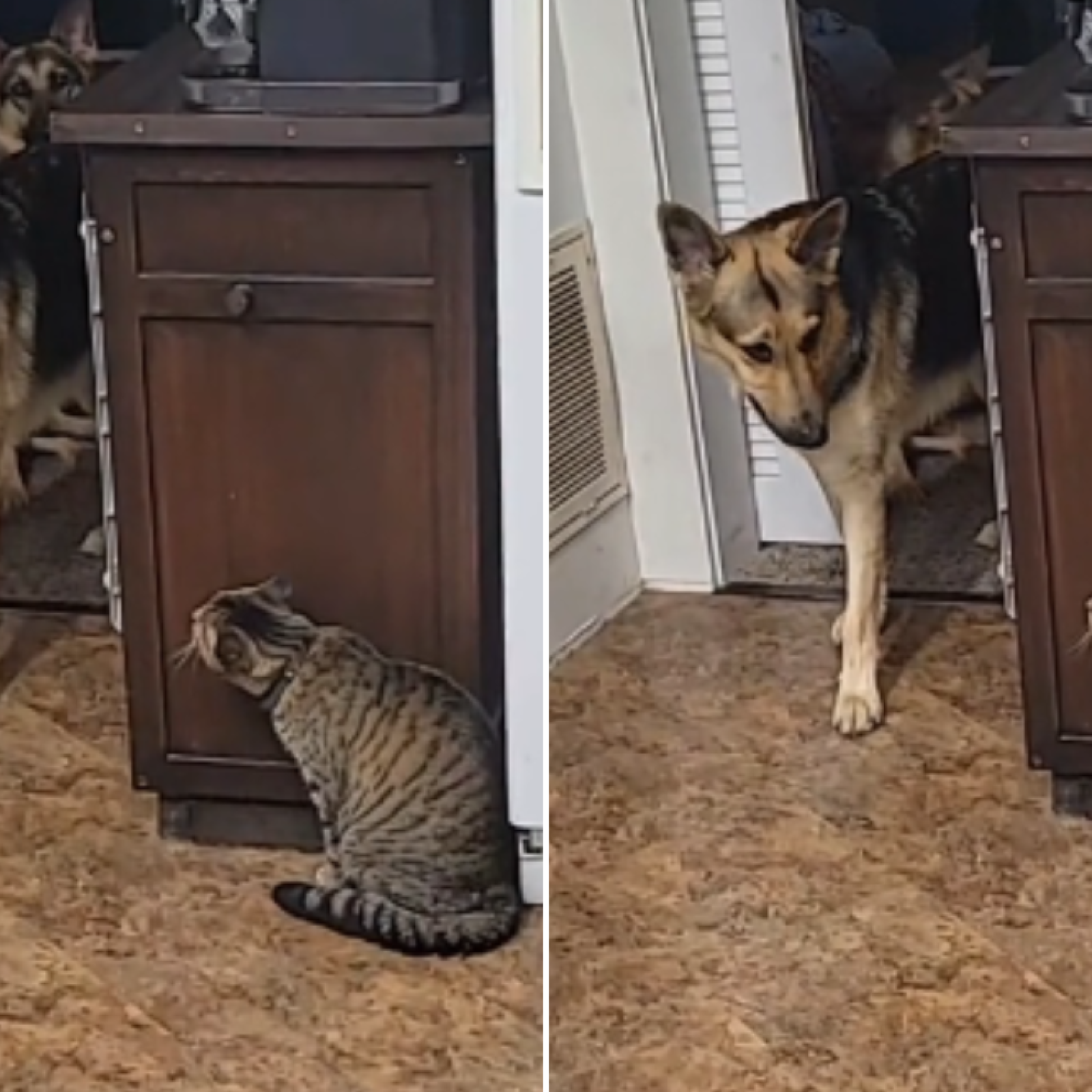 Cat walking in front of deals german shepherds