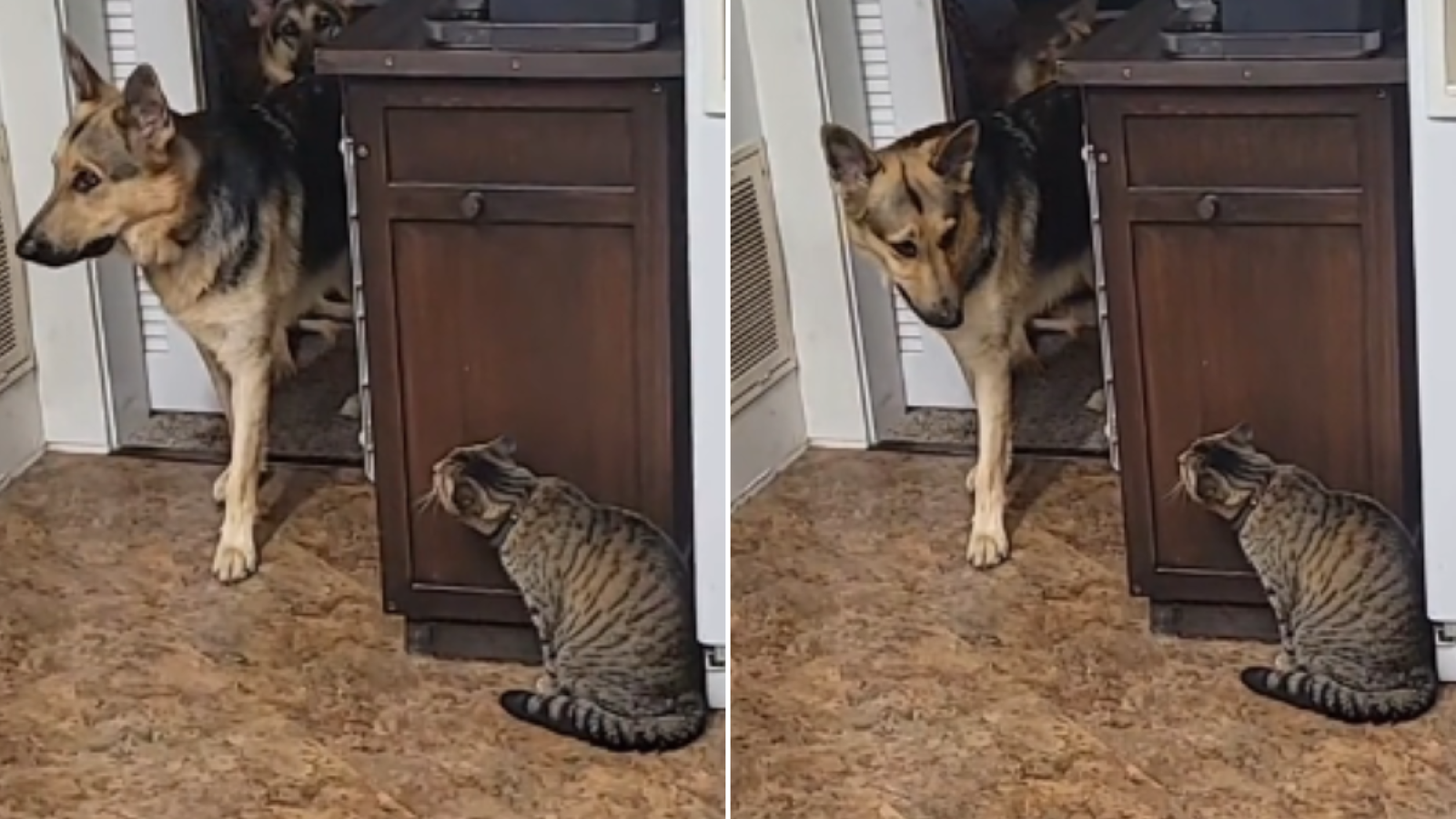 Shepherds sales pet supply