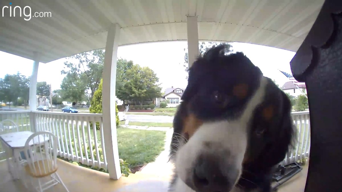 Dog at the doorbell