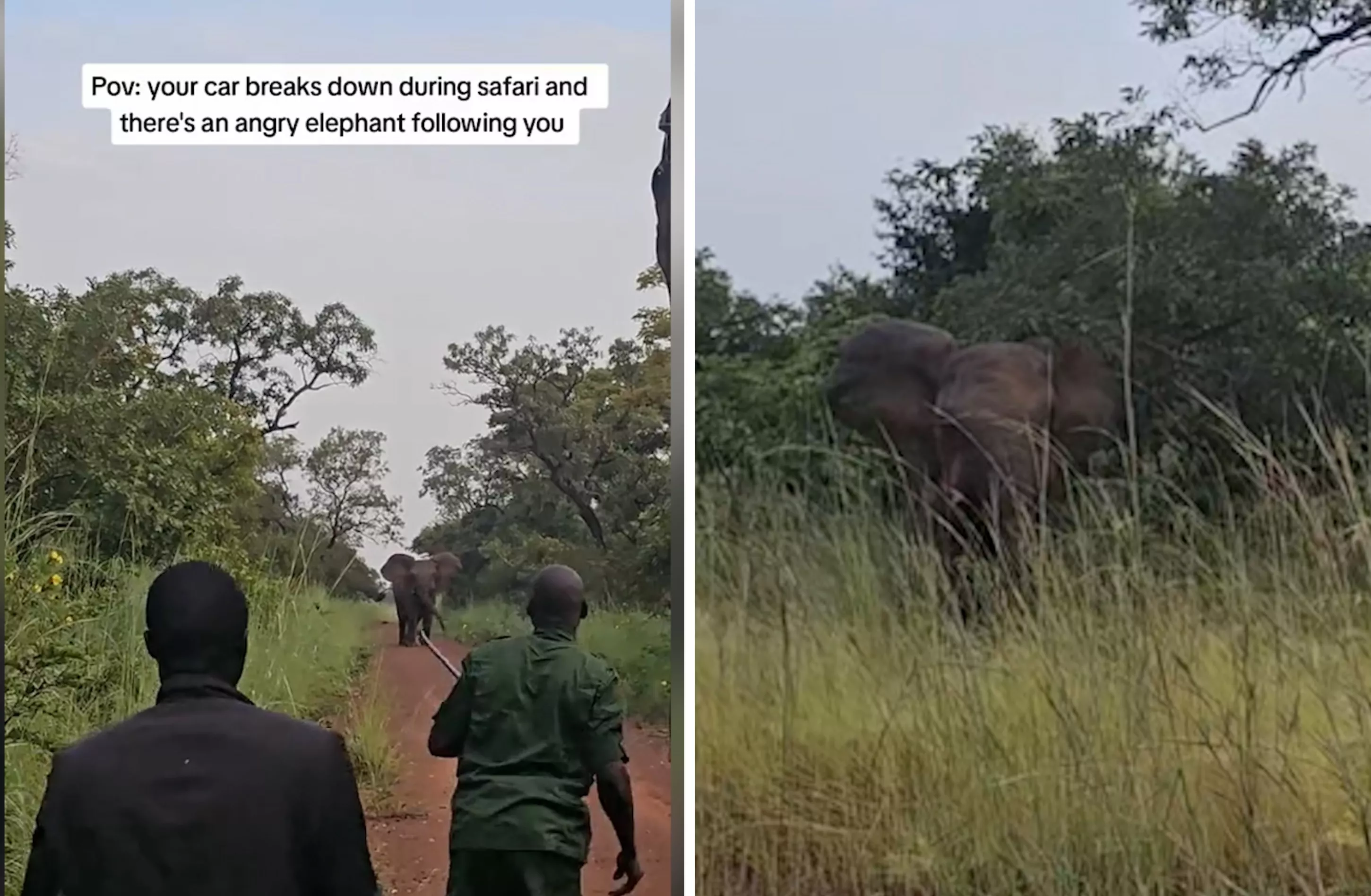 Terrifying Moment Safari Car Followed by Angry Elephant Breaks Down - Vimarsana News