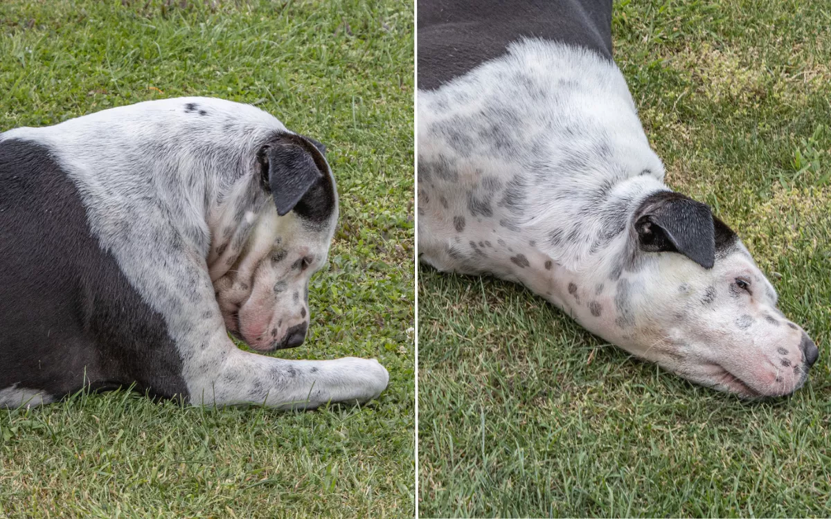 Dog rubbing fashion nose on floor