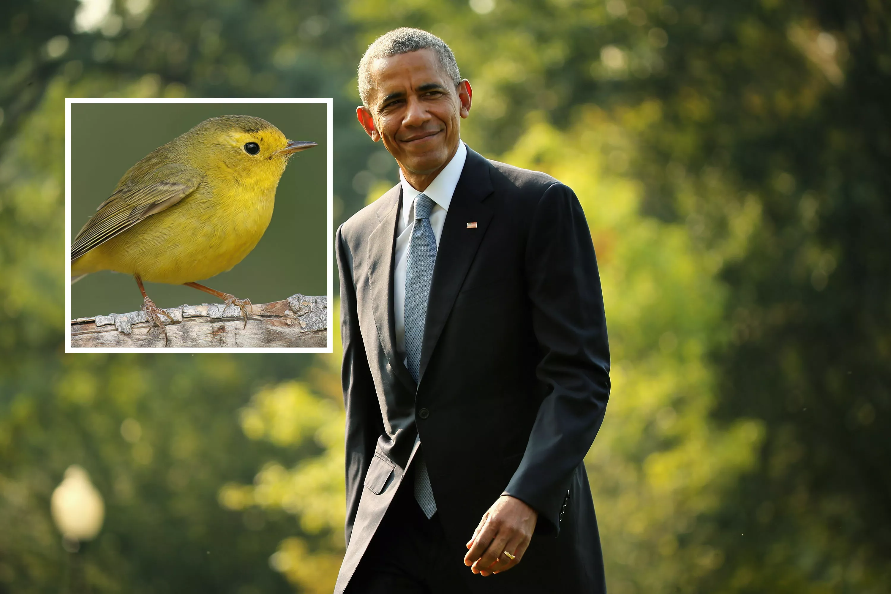 Will Obama Lose His Bird After Names Are Purged? - Vimarsana News