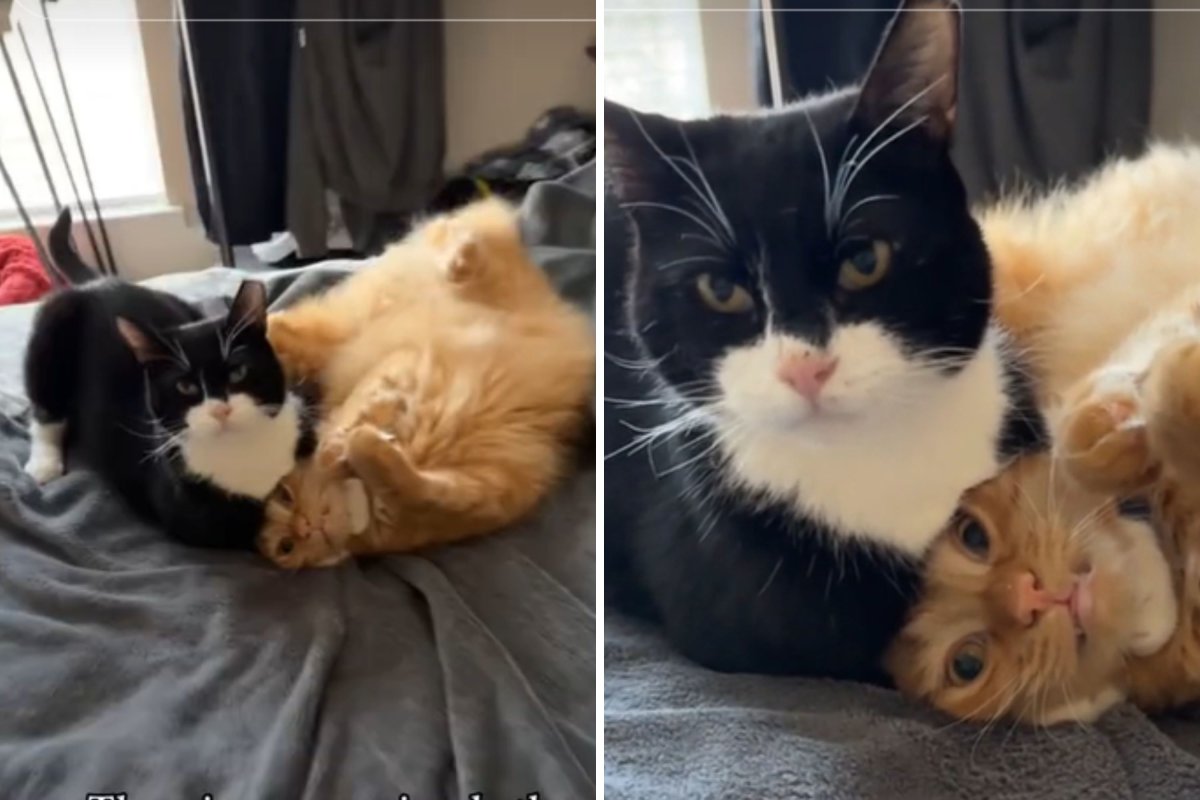 Two cats fighting