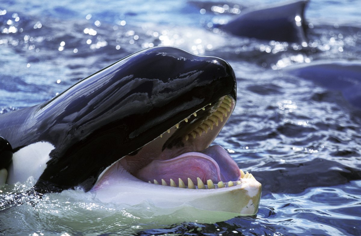 the killer whale