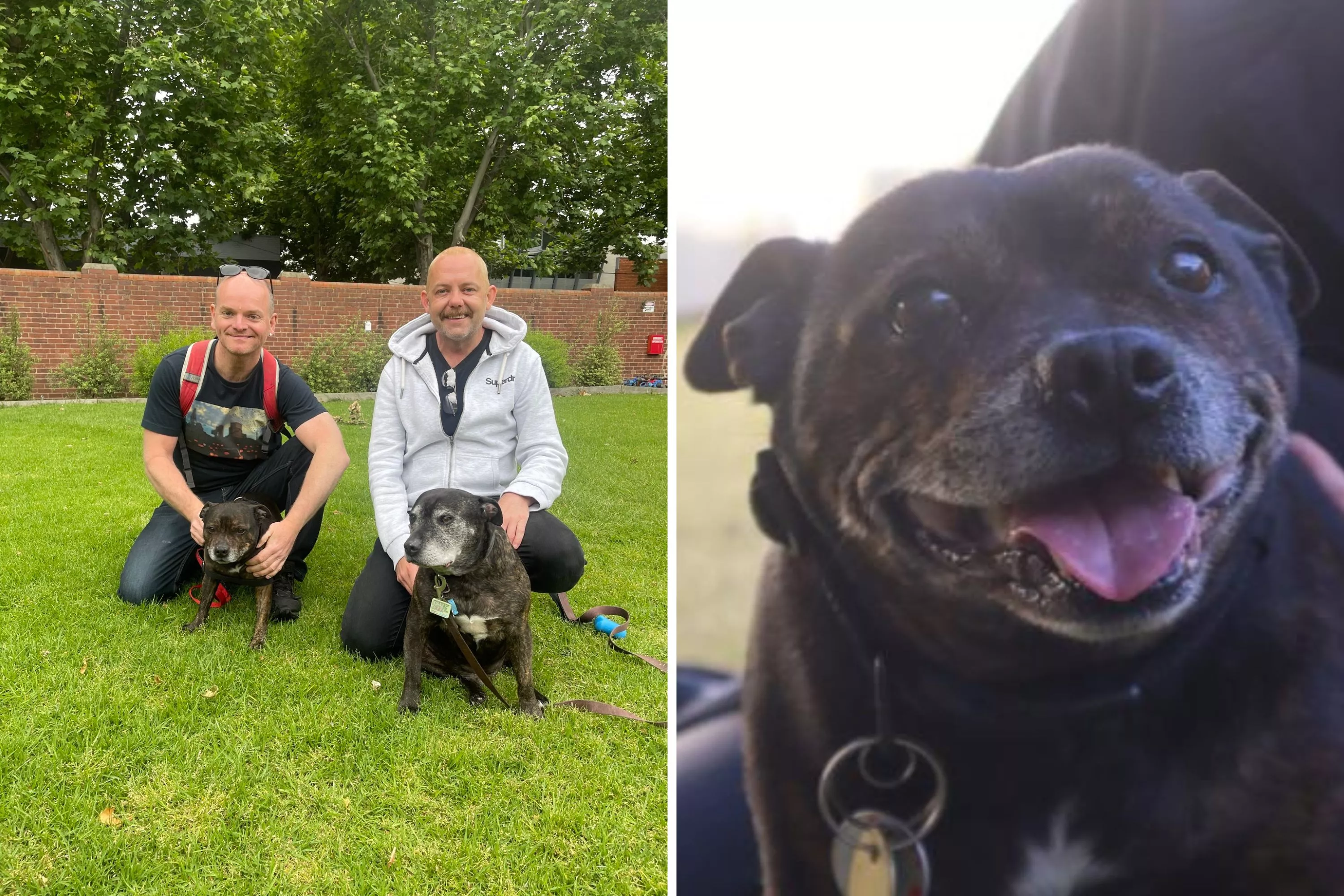 Senior Shelter Dog 'Overlooked for Much Younger Pets' Finds Forever Home - Vimarsana News
