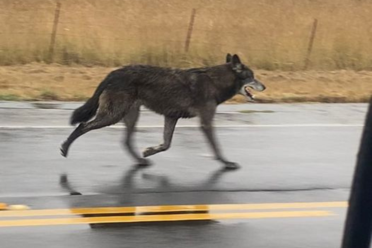 Wolfdog on the loose