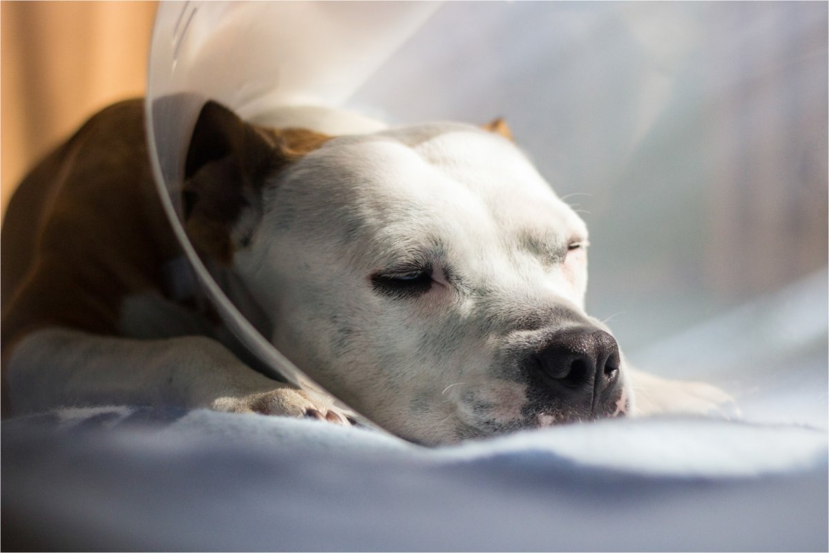 Stock photo of a bull at the vet