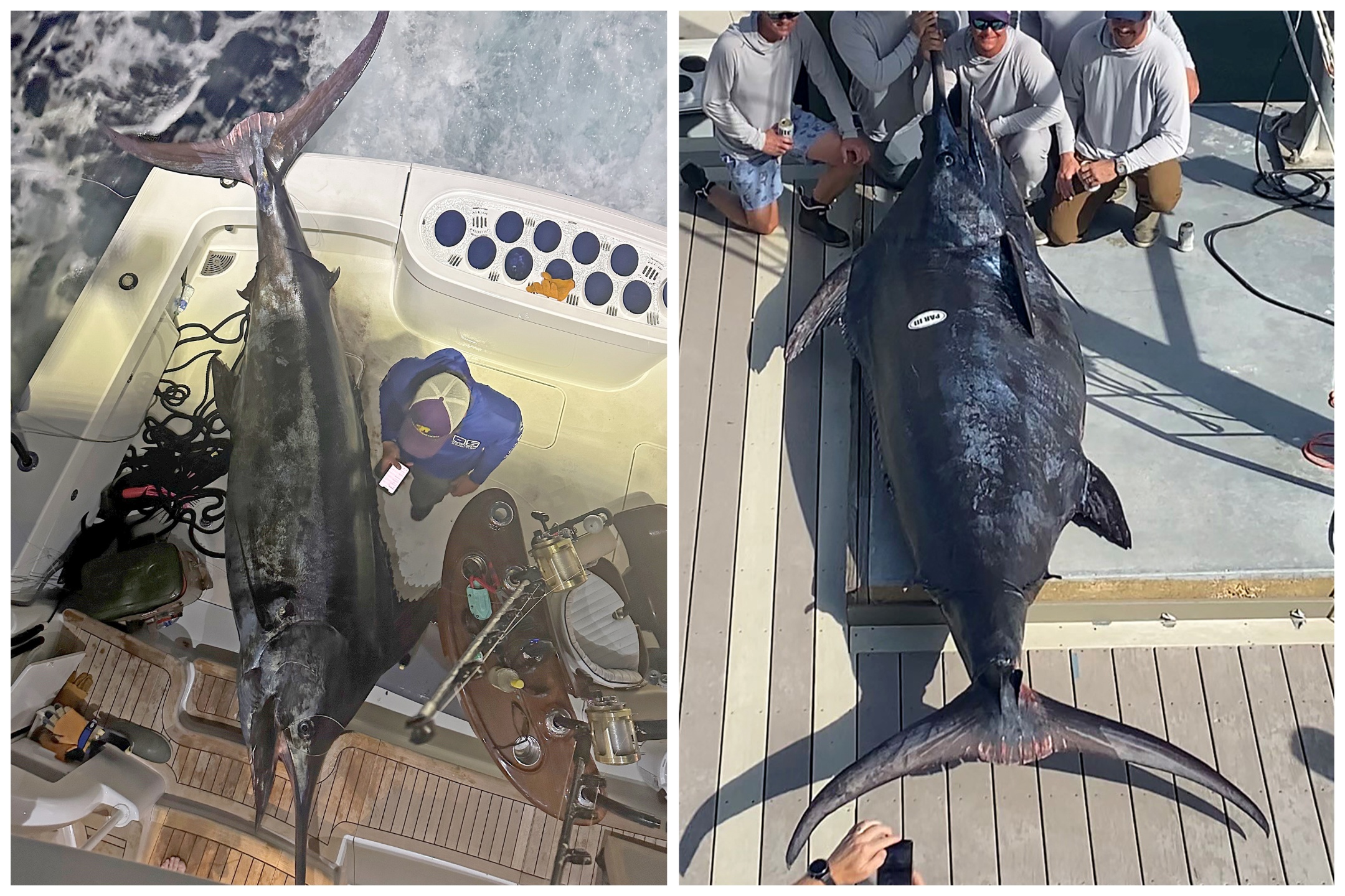 Pescadores capturan un enorme marlin azul que pesa más de 1.000 libras en el Golfo de México
