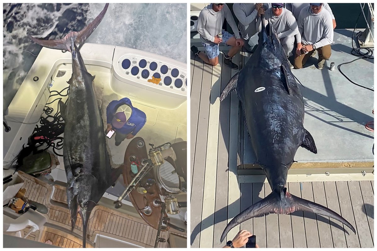 Fishermen Catch Huge Blue Marlin Weighing Over 1,000lbs in Gulf of