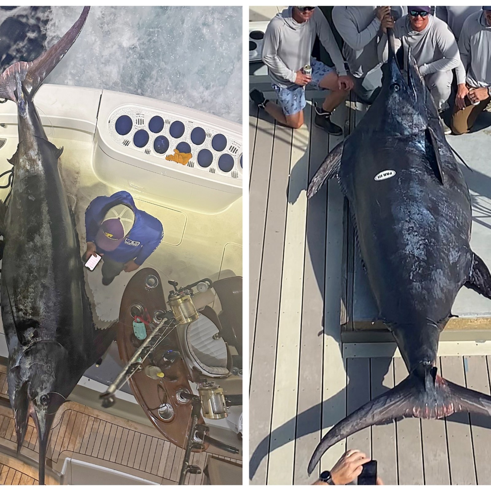 Fishermen Catch Huge Blue Marlin Weighing Over 1,000lbs in Gulf of