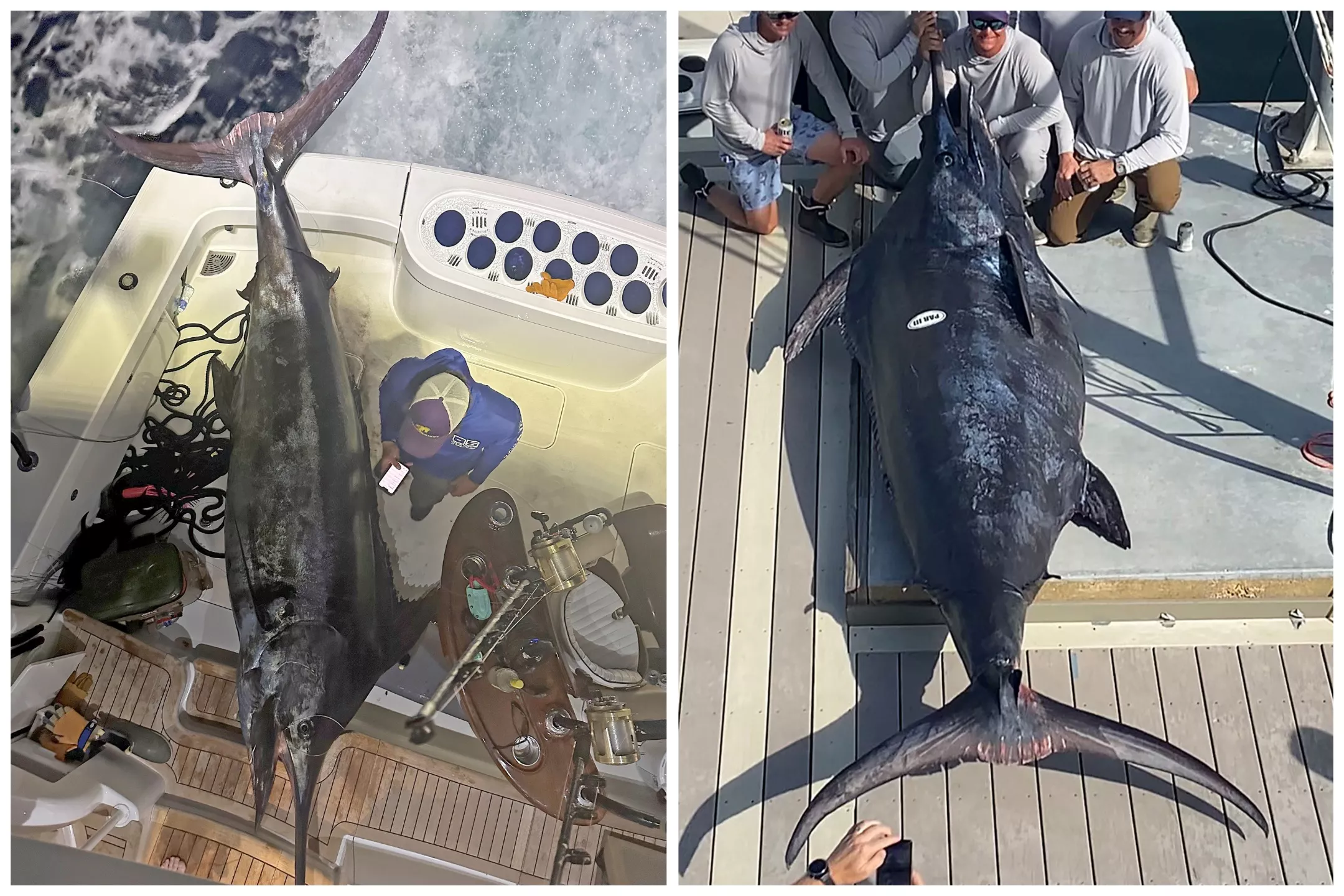 Fishermen Catch Huge Blue Marlin Weighing Over 1,000lbs in Gulf of Mexico - Vimarsana News