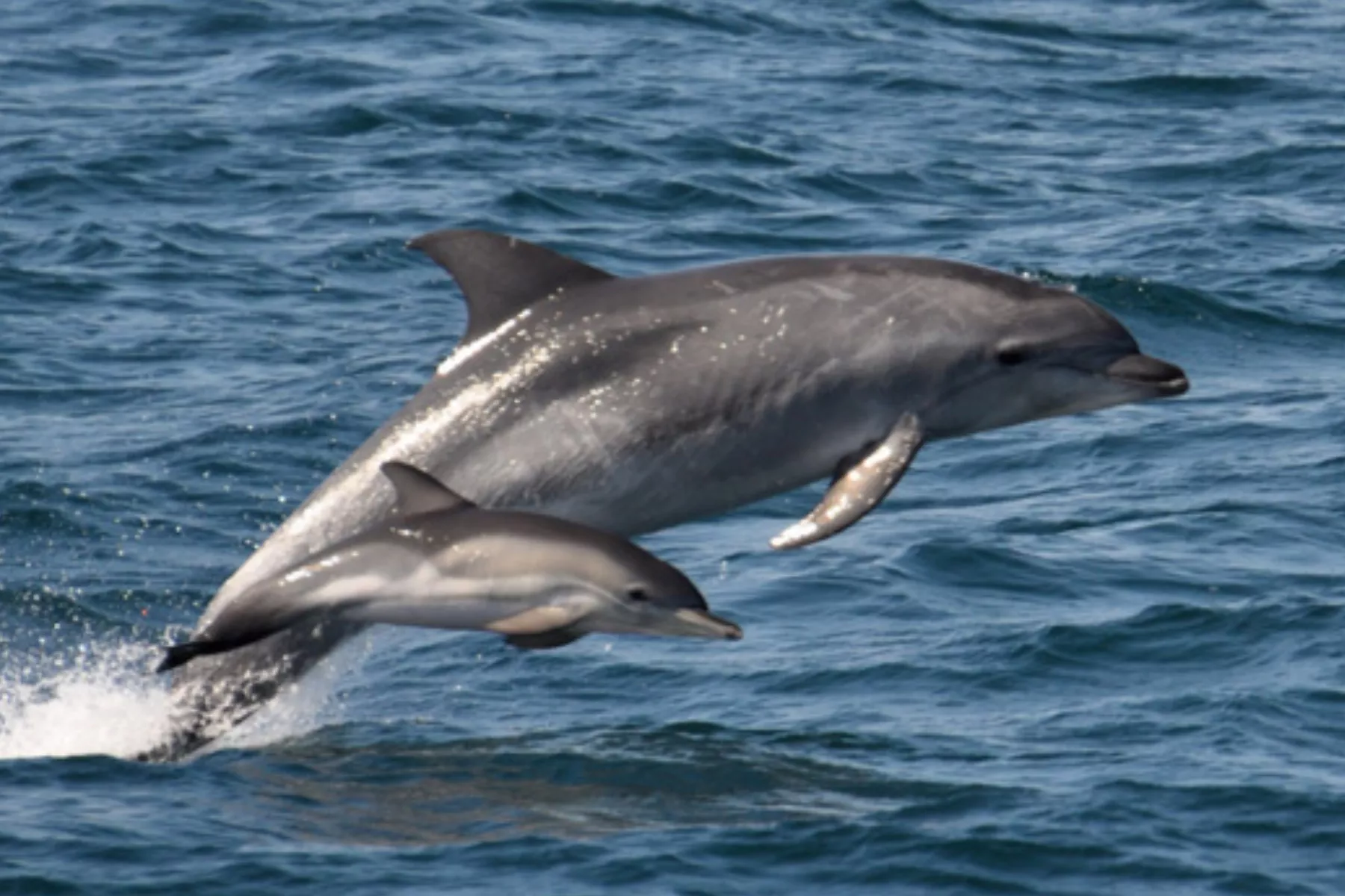 Dolphins Are Being Poisoned by Their Mother's Milk, Scientists Warn - Vimarsana News