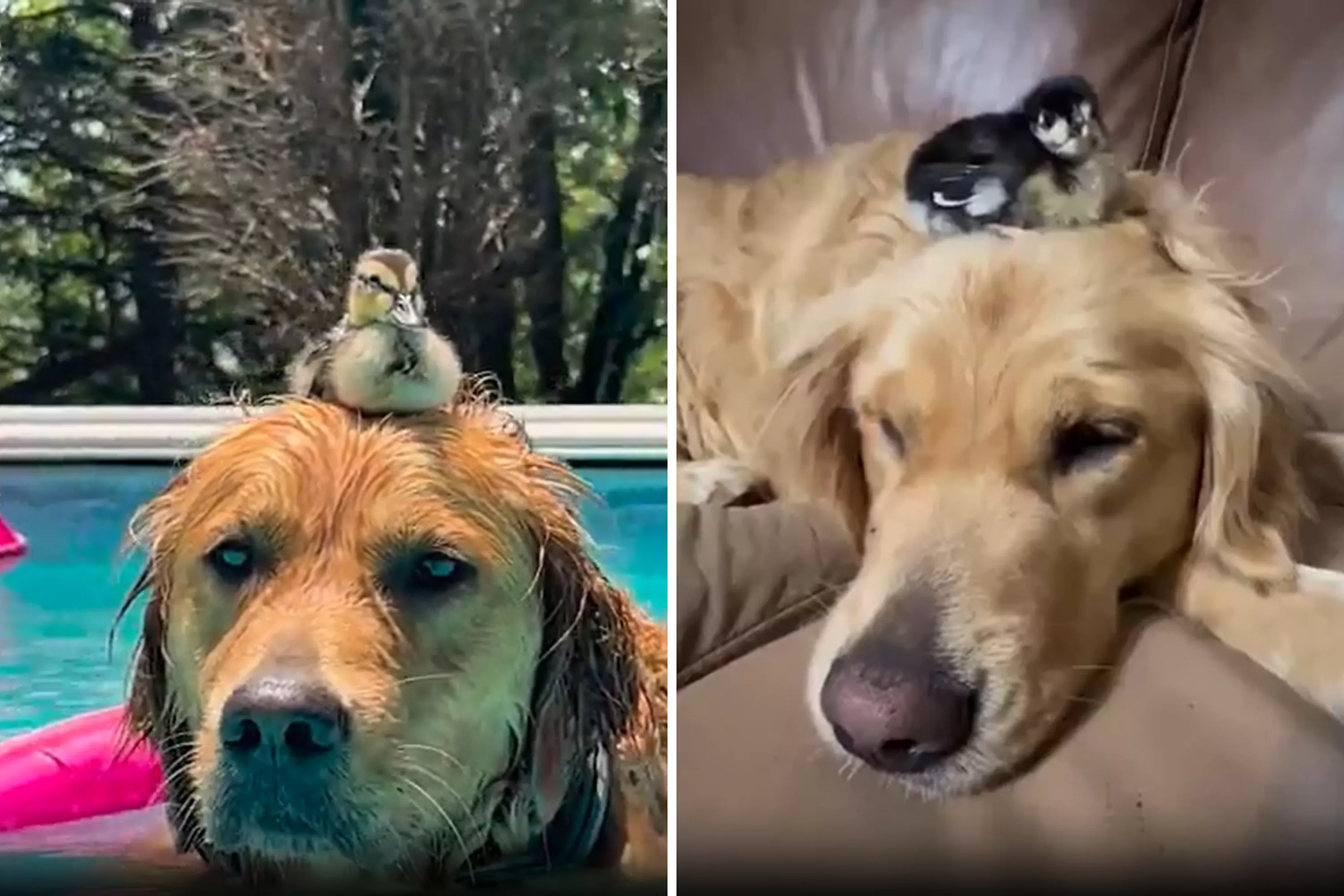 Golden Retriever Showcasing Unusual 'Lil Wigs' Melts Hearts - Vimarsana News